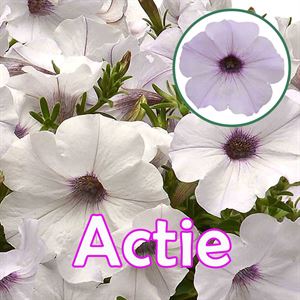 Bild von Petunia P12 "Actie" Ew Silver